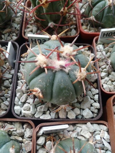 Echinocactus horizonthalonius Zacatecas Sombrerete
