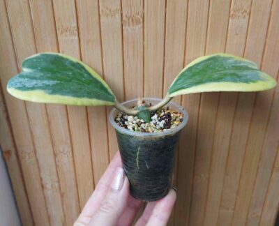 Hoya kerrii f. variegata - Зображення 2