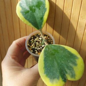 Hoya kerrii f. variegata