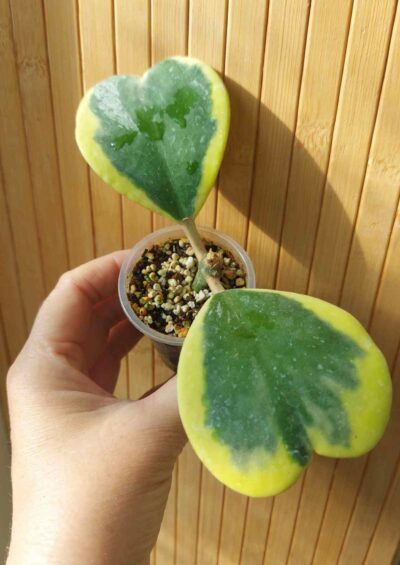 Hoya kerrii f. variegata