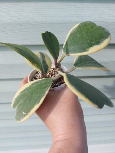 Hoya kerrii f. variegata - Зображення 3