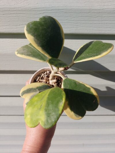 Hoya kerrii f. variegata - Зображення 2