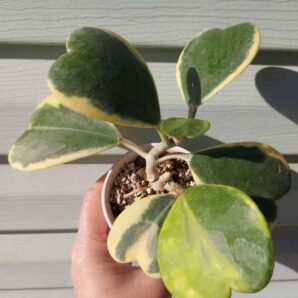 Hoya kerrii f. variegata