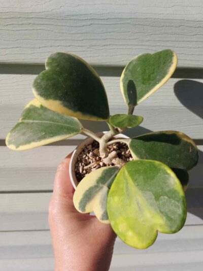 Hoya kerrii f. variegata