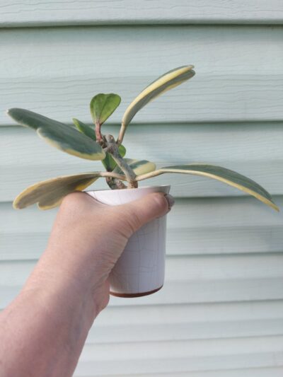 Hoya kerrii f. variegata - Зображення 4
