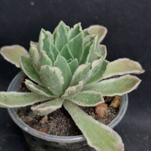 Aeonium ballerina variegata