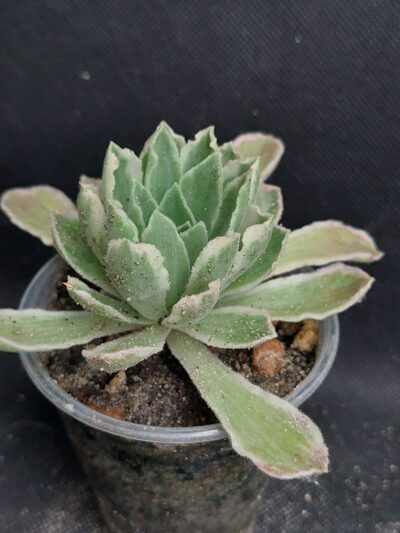 Aeonium ballerina variegata