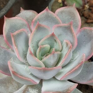 Echeveria sprut