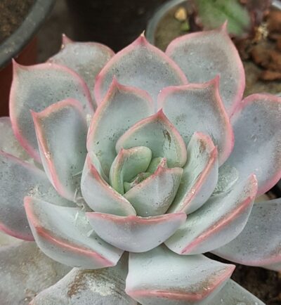 Echeveria sprut