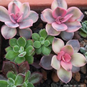 Echeveria Rainbow