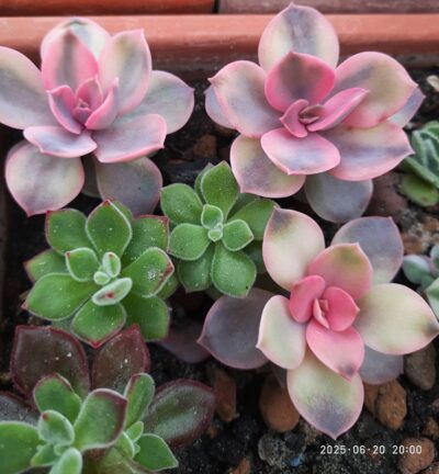 Echeveria Rainbow