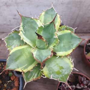 Agave titanota ‘Genryu Kifukurin’ variegated