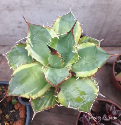 Agave titanota ‘Genryu Kifukurin’ variegated