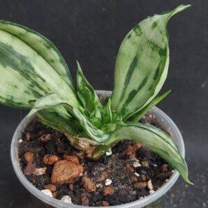 Sansevieria Moonshine cristata