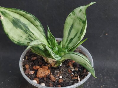 Sansevieria Moonshine cristata