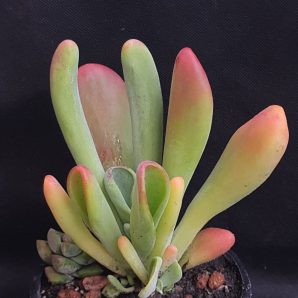 Kalanchoe thyrsiflora Baby finger