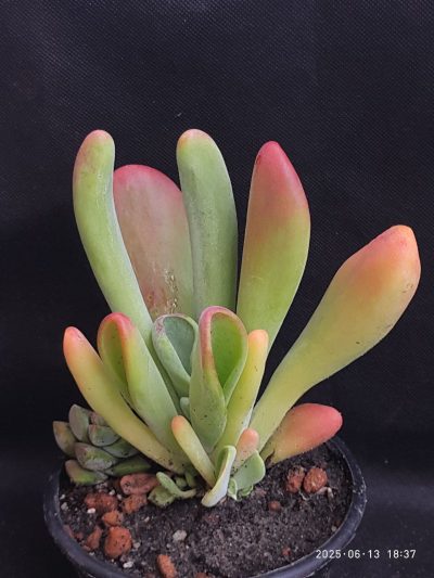 Kalanchoe thyrsiflora Baby finger
