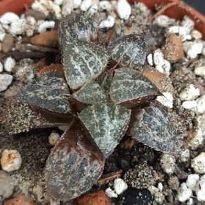 Haworthia Yuki Keshiki
