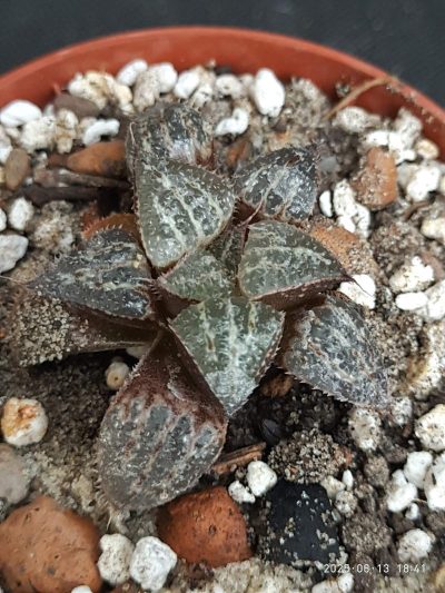 Haworthia Yuki Keshiki