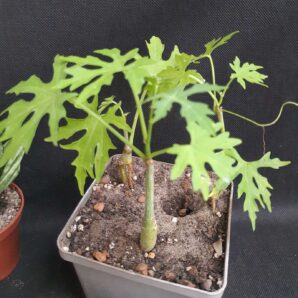 Cissus tuberosa