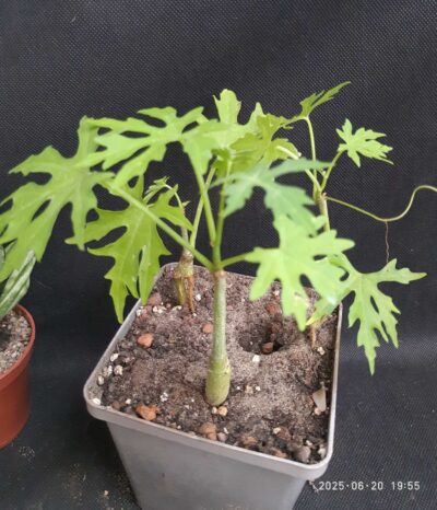 Cissus tuberosa