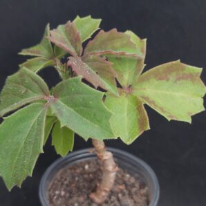 Cyphostemma woodii