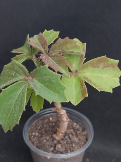 Cyphostemma woodii