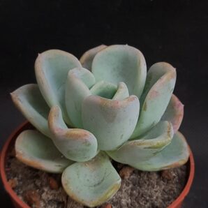 Echeveria Orpet