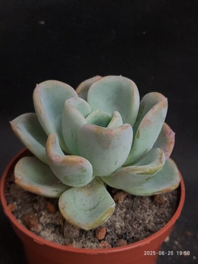 Echeveria Orpet