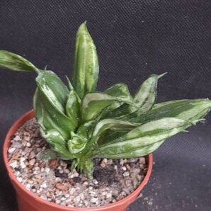 Sansevieria Sunshine cristata