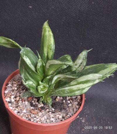 Sansevieria Sunshine cristata