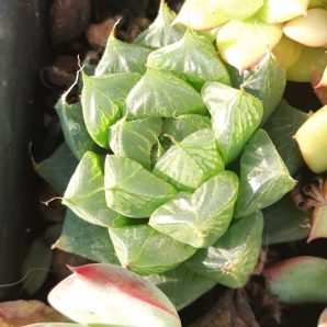 Haworthia cooperi pilifera