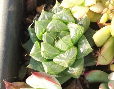 Haworthia cooperi pilifera