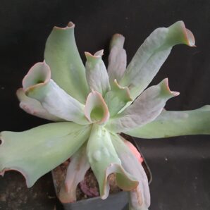 Echeveria culibra