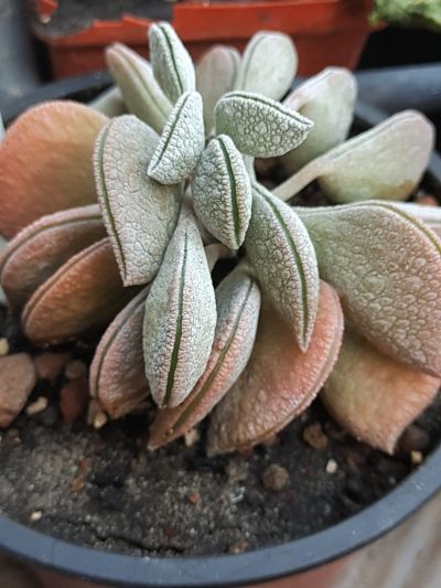 Peperomia hutchisonii