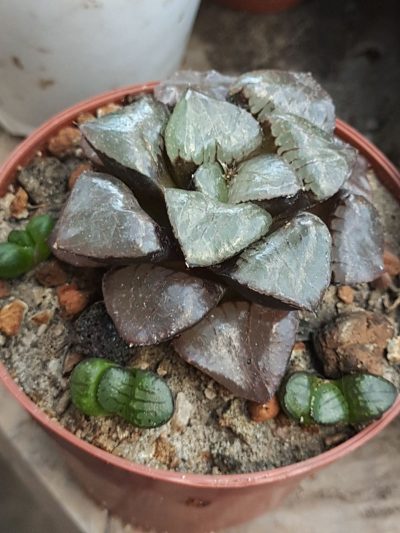 Haworthia Crystal ball - Зображення 2