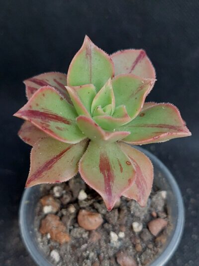 Aeonium leucoblepharum