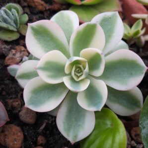 Echeveria Carousel