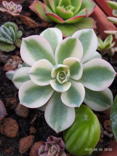 Echeveria Carousel
