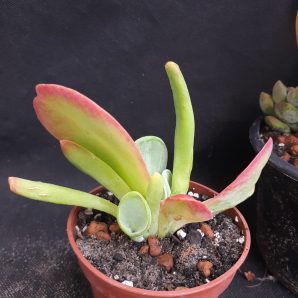 Kalanchoe thyrsiflora Baby finger