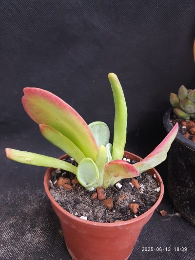 Kalanchoe thyrsiflora Baby finger