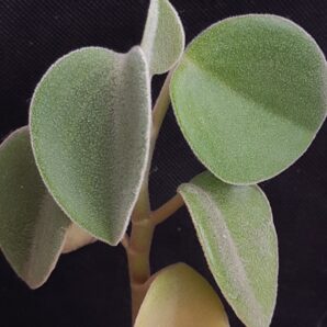 Peperomia incana