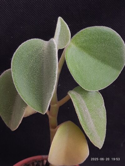 Peperomia incana