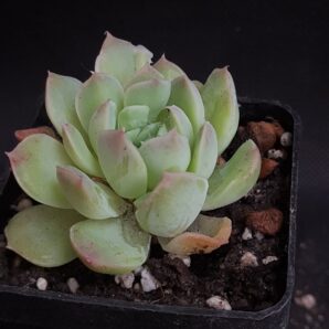 Echeveria amoena