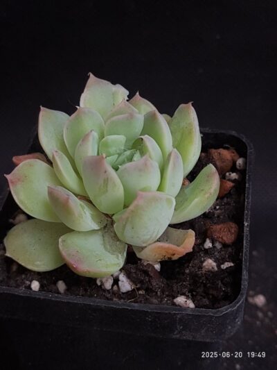 Echeveria amoena