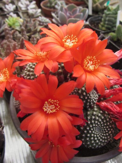 Rebutia krainziana - Зображення 2