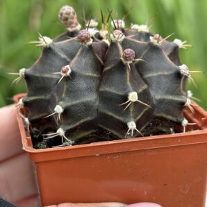 Gymnocalycium mihanovichii 'Hibotan'