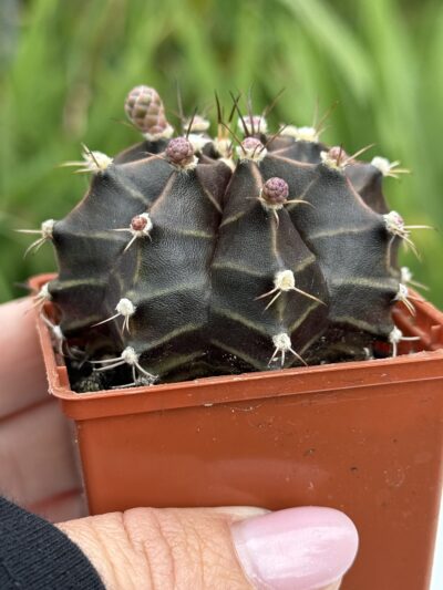 Gymnocalycium mihanovichii 'Hibotan'