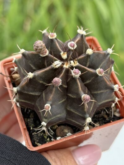 Gymnocalycium mihanovichii 'Hibotan' - Зображення 2