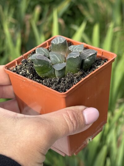 Haworthia comptoniana - Зображення 2